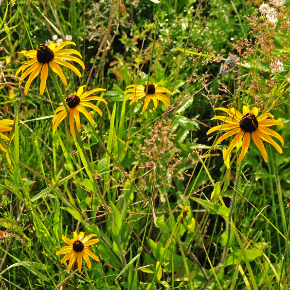 BLACK-EYED SUSAN